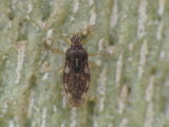 Monosteira unicostata