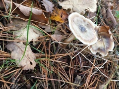Fungi