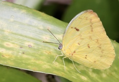 Catopsilia gorgophone