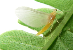 Ephemerella dorothea