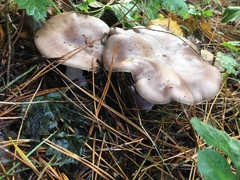 Fungi