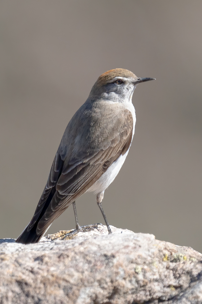 White-browed Ground-Tyrant (Muscisaxicola albilora) photo