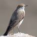 White-browed Ground-Tyrant - Photo (c) Juan Rodolfo Lillo Lobos, some rights reserved (CC BY), uploaded by Juan Rodolfo Lillo Lobos