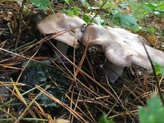 Fungi