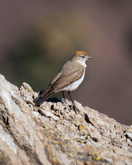 White-Browed Ground Tyrant photo 2