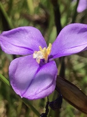 Patersonia occidentalis occidentalis