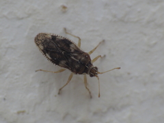 Monosteira unicostata