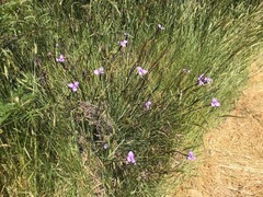 Patersonia occidentalis occidentalis