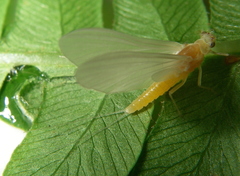 Ephemerella dorothea