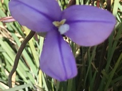 Patersonia occidentalis occidentalis