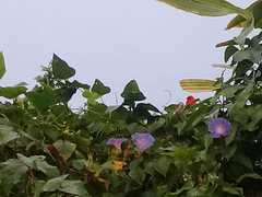 Foudia madagascariensis