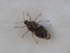 Monosteira unicostata