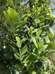 Robsonodendron eucleiforme