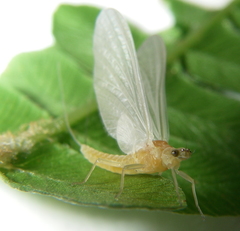 Ephemerella dorothea