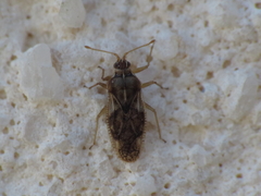 Monosteira unicostata