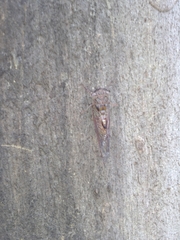 Palapsalta circumdata