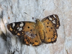 Coladenia indrani