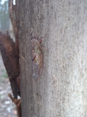 Palapsalta circumdata