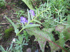 Scutellaria scordifolia