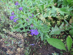 Scutellaria scordifolia