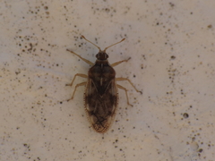 Monosteira unicostata