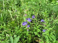 Scutellaria scordifolia
