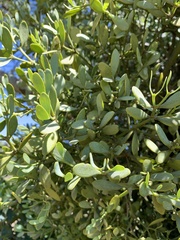 Viscum rotundifolium