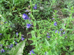 Scutellaria scordifolia