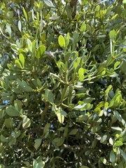 Viscum rotundifolium