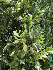 Viscum rotundifolium