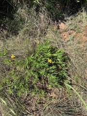 Osteospermum striatum
