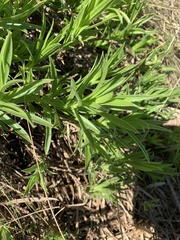 Osteospermum striatum