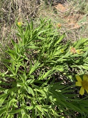 Osteospermum striatum