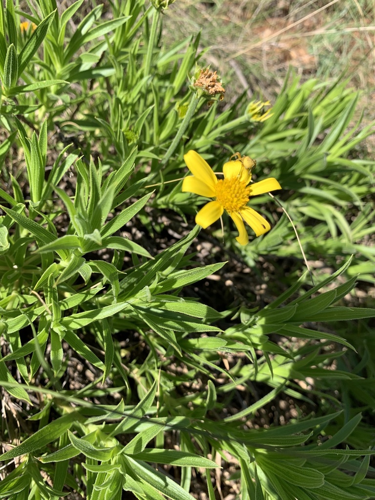 Osteospermum striatum