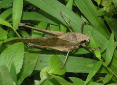 Mecopoda elongata