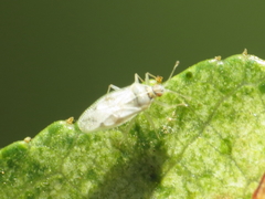 Monosteira unicostata