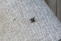 Alcimocoris coronatus