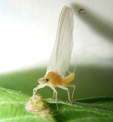 Ephemerella dorothea