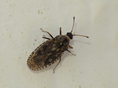 Dictyla nassata