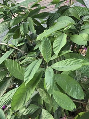 Psychotria asiatica