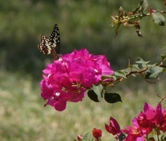 Papilio demodocus demodocus