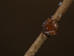 Araneidae