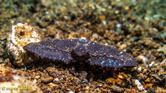 Cryptopodia dorsalis