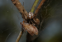 Latrodectus geometricus