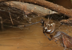 Latrodectus geometricus