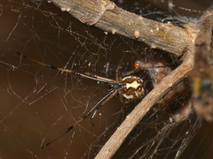 Latrodectus geometricus