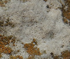 Bagliettoa calciseda