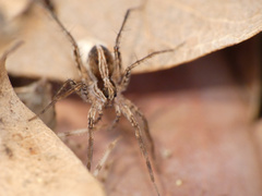 Pardosa