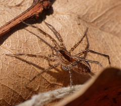 Pardosa