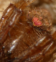 Araneidae